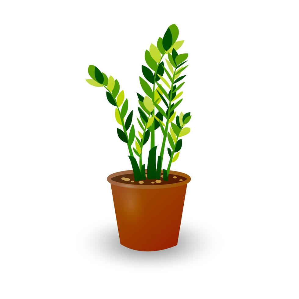 Zamiokulkas Dollar Tree in pot isolated on white background. Houseplant in a pot for room decoration. Vector illustration of green plant for home and office.