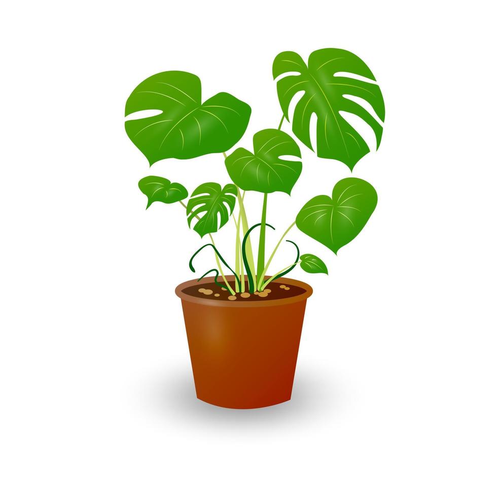 The graBeautiful houseplant in a pot isolated on white background. Monstera in a flowerpot. Vector illustration.phic design of mon terra plant in a pot. Vector illustration