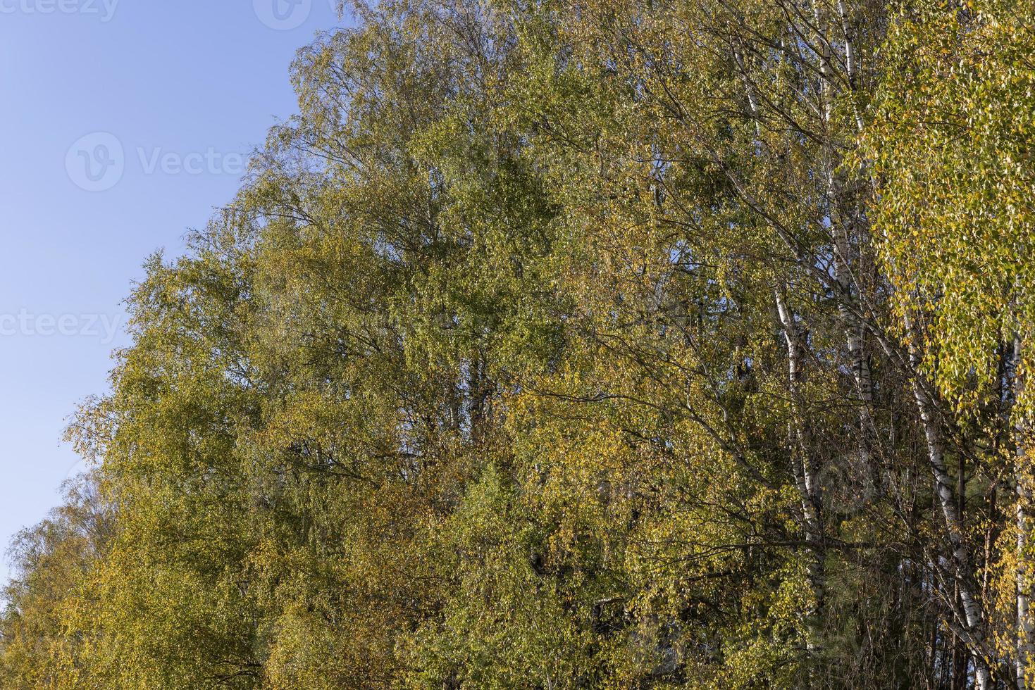 sunny autumn weather in a birch forest with a blue sky photo