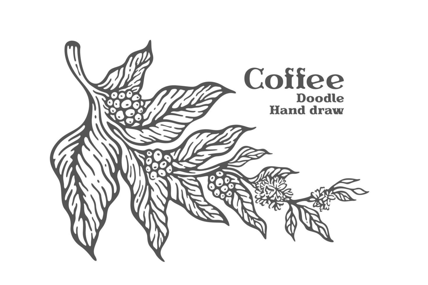 Branch of coffee with fruits and flowers hand drawn illustration vector
