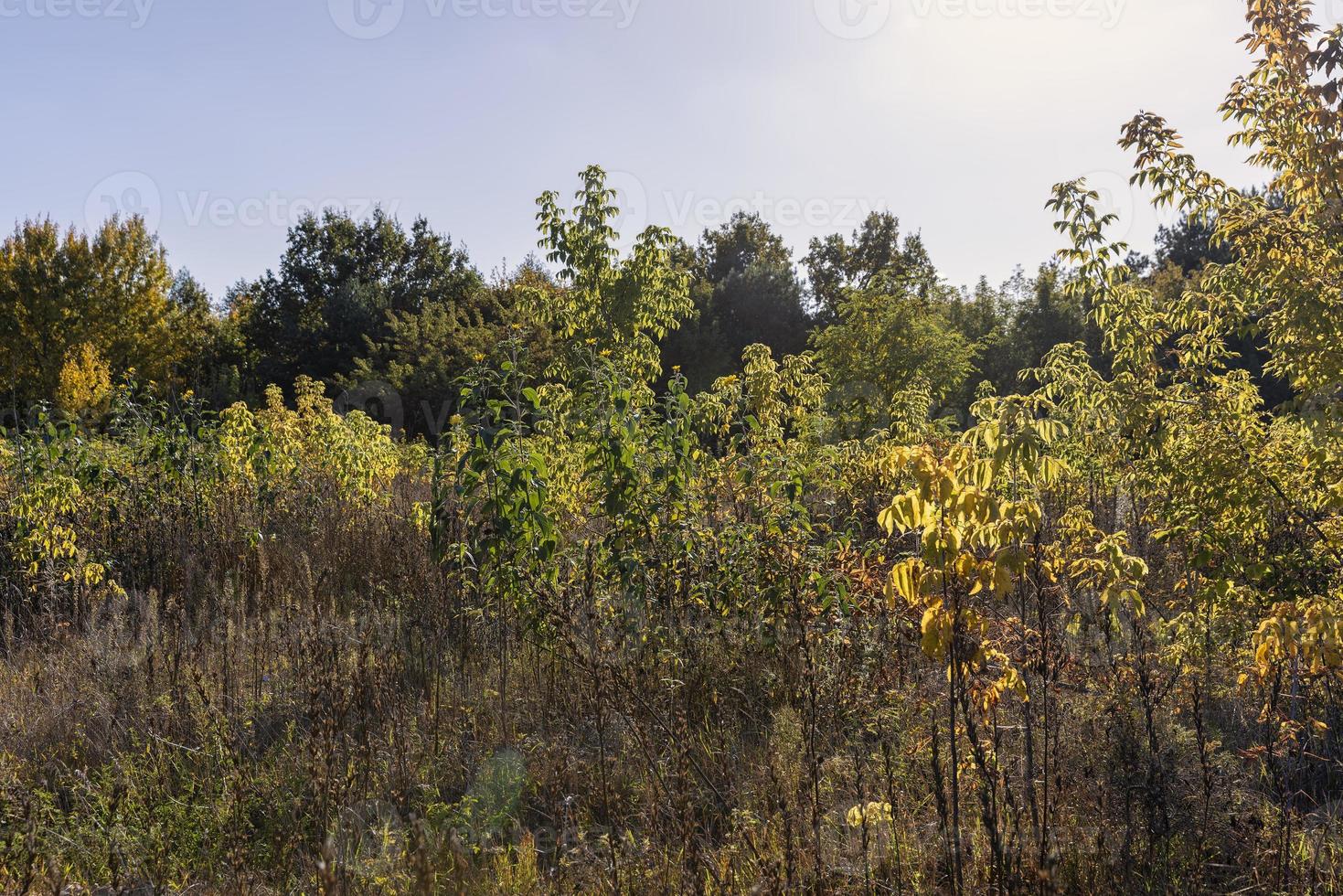 Autumn forest with trees during leaf fall photo