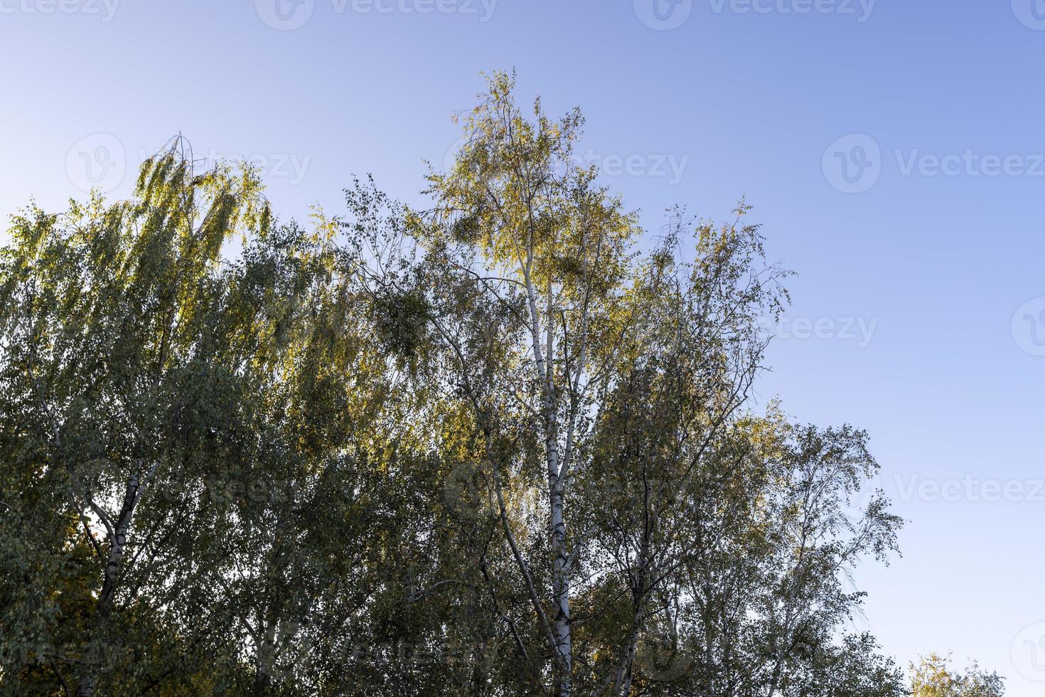 Birch forest with trees with yellow and green foliage photo