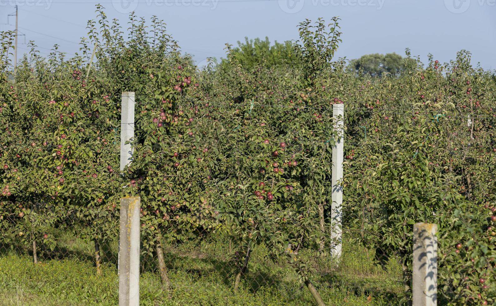 Apple harvest in the apple orchard photo