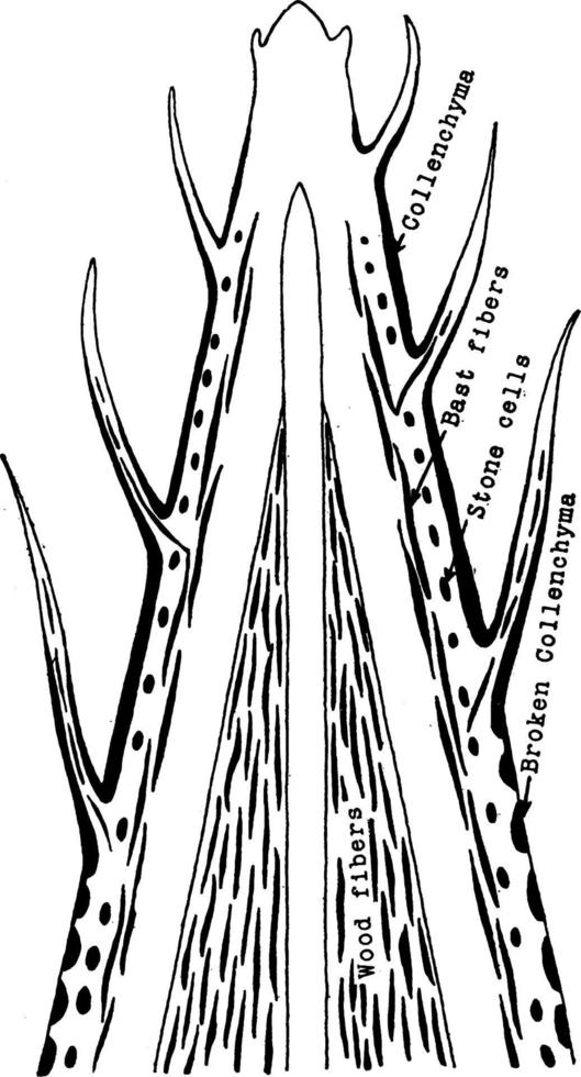 Plant Skeletal Tissues vintage illustration. vector