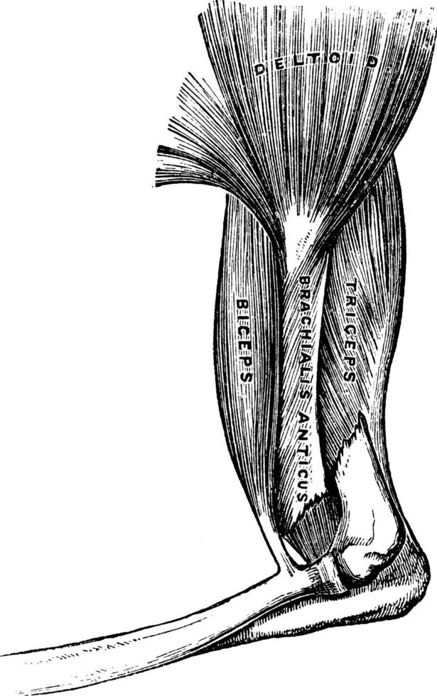 Muscles of the arm , vintage illustration. vector