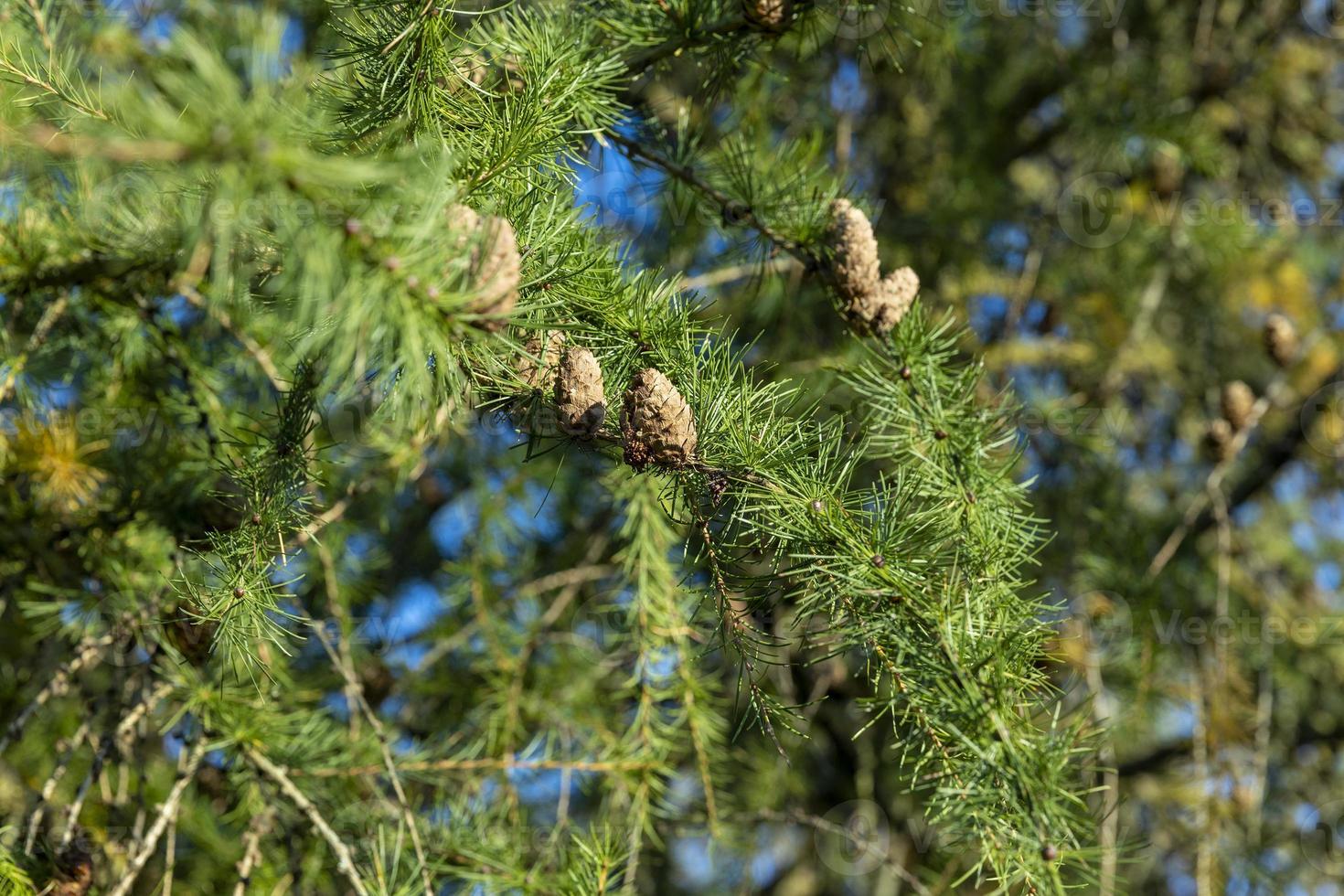 Spruce branches with green needles in sunny weather photo