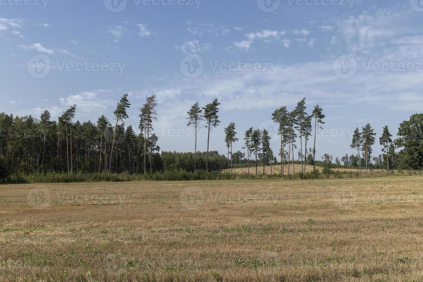 Deforestation for timber harvesting , forest photo