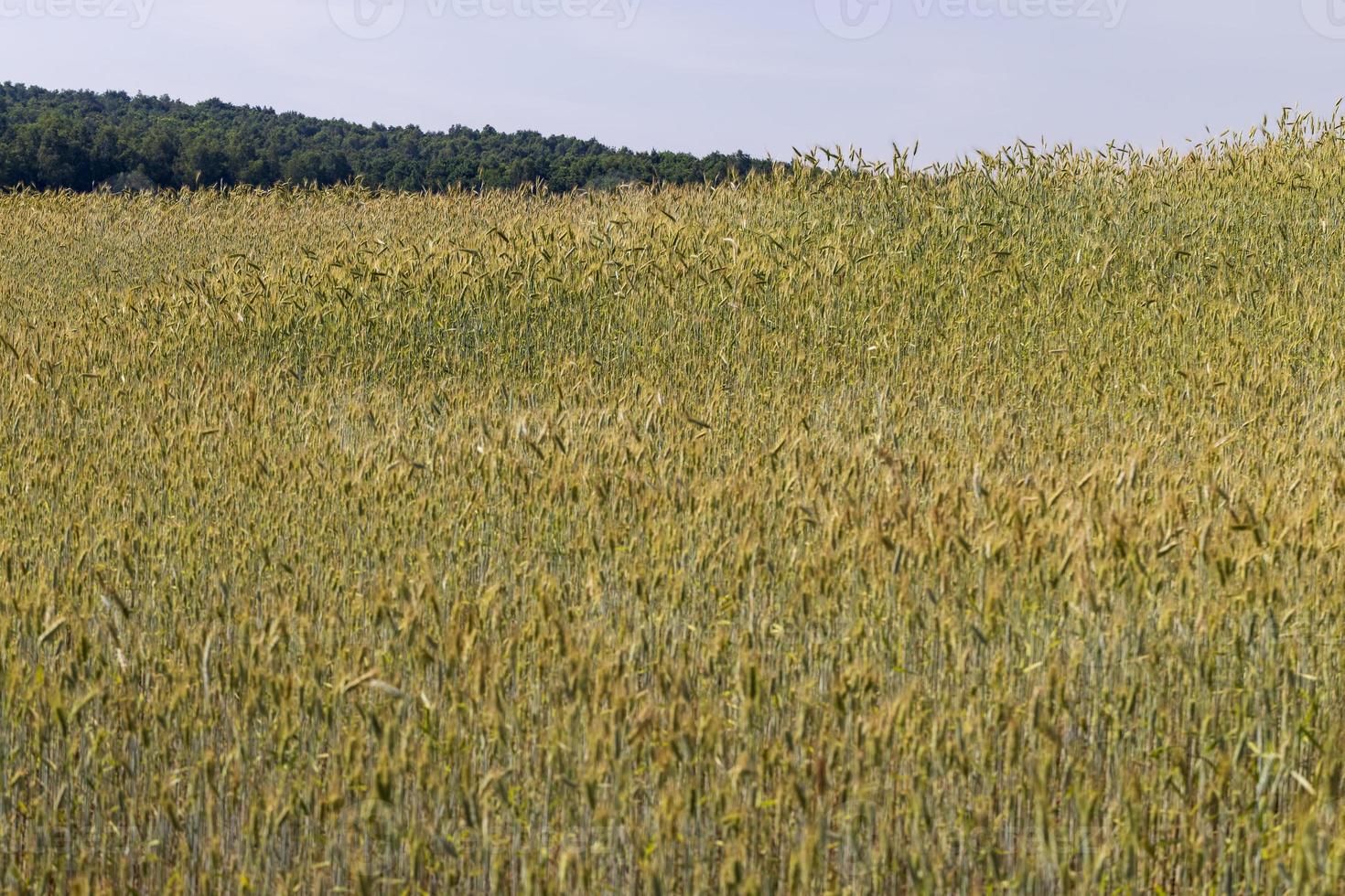 un campo agrícola donde crece el trigo de cereales maduros foto