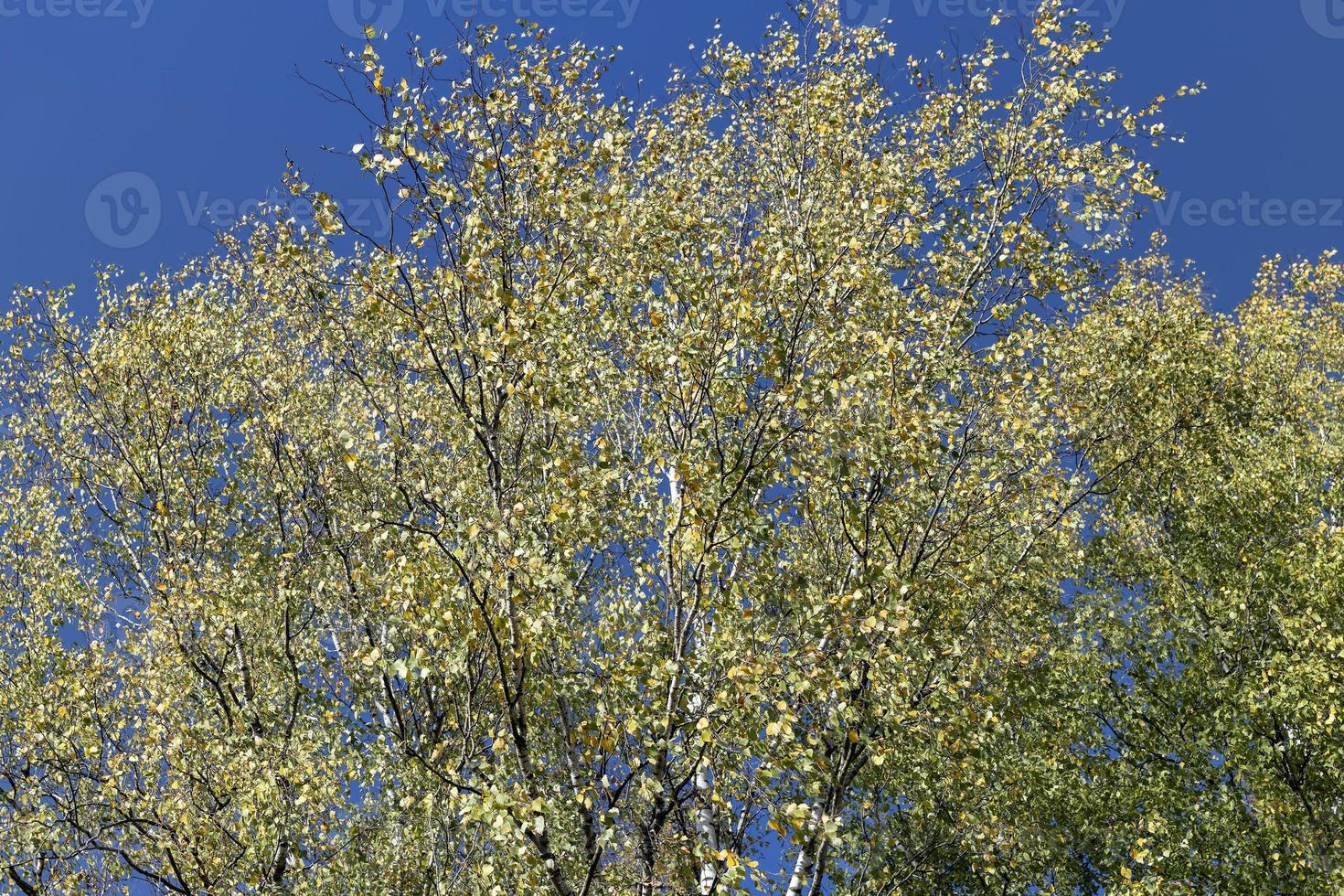 sunny autumn weather in the birch forest photo