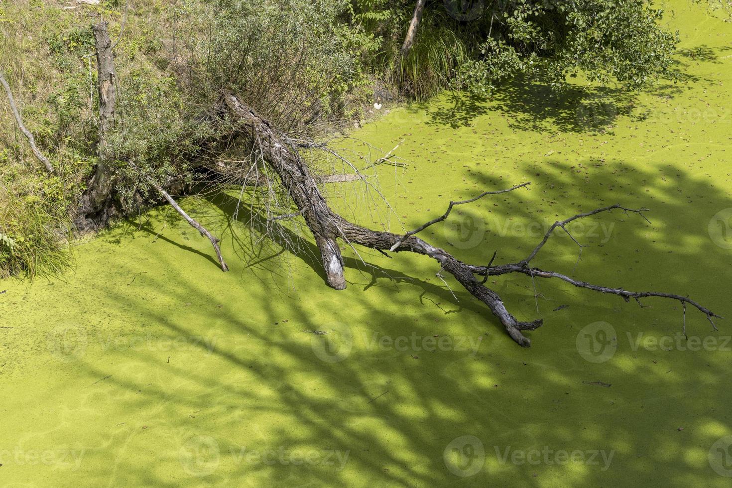 Swampy terrain with plants in summer photo