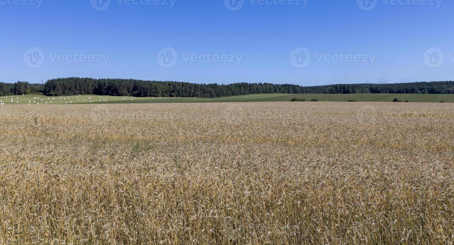 A field with cereals in the summer photo