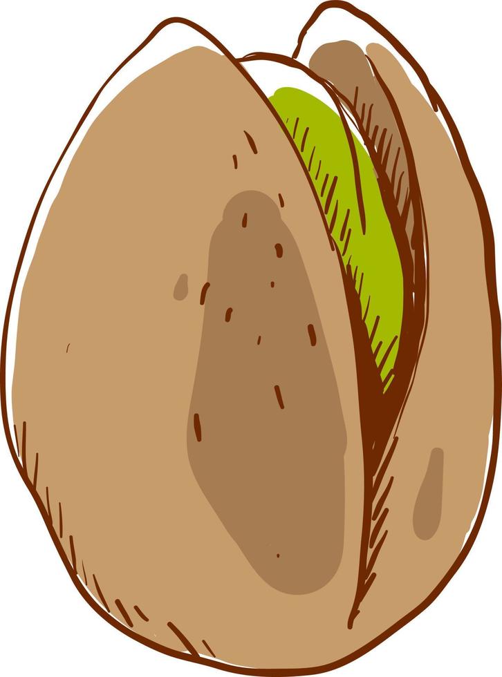 Pistachio drawing, illustration, vector on white background.