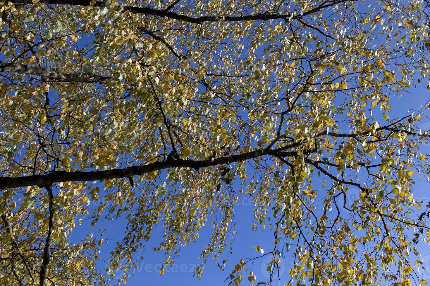 sunny autumn weather in the birch forest photo