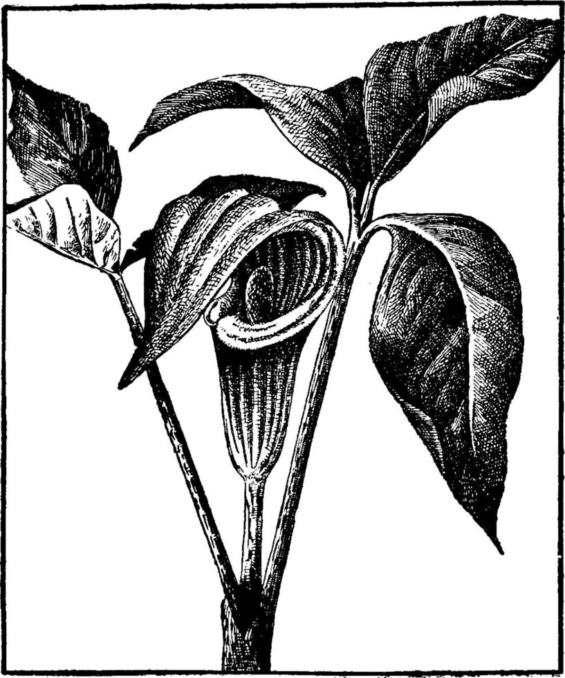 Jack-in-the-pulpit vintage illustration. vector