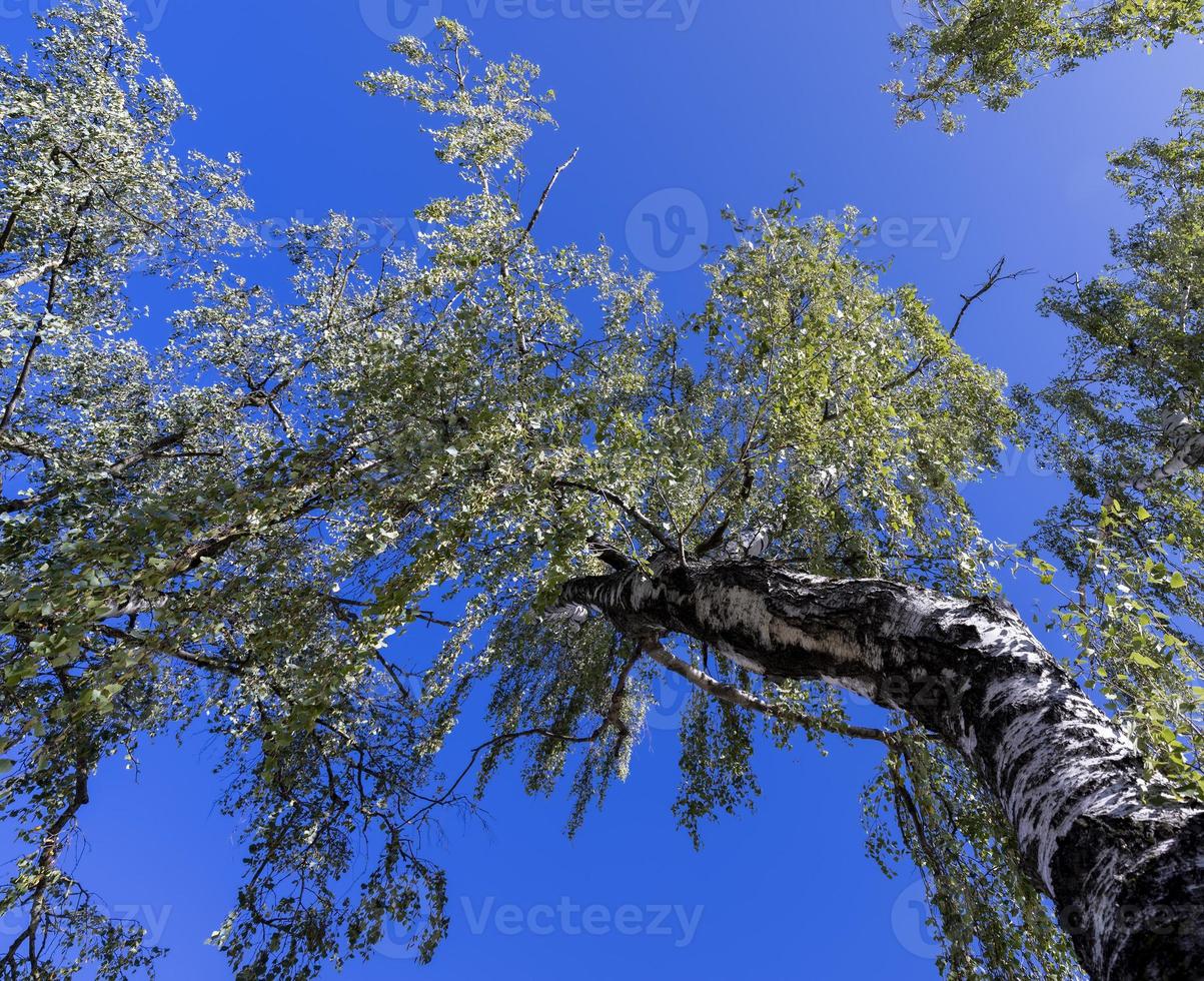 árboles en un bosque mixto en verano foto