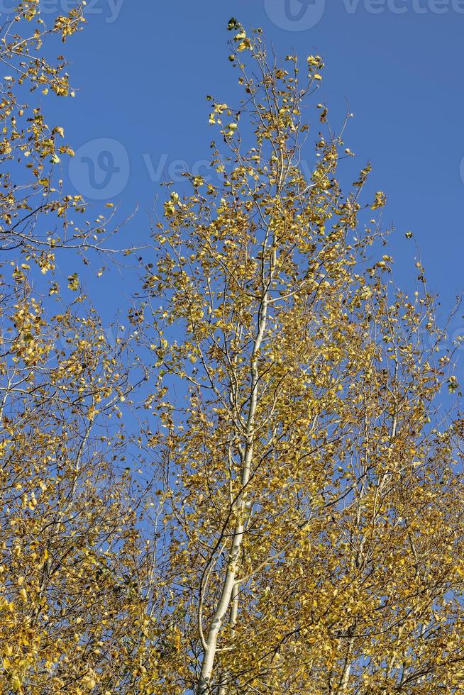 bosque de abedules con árboles de follaje amarillo y verde foto