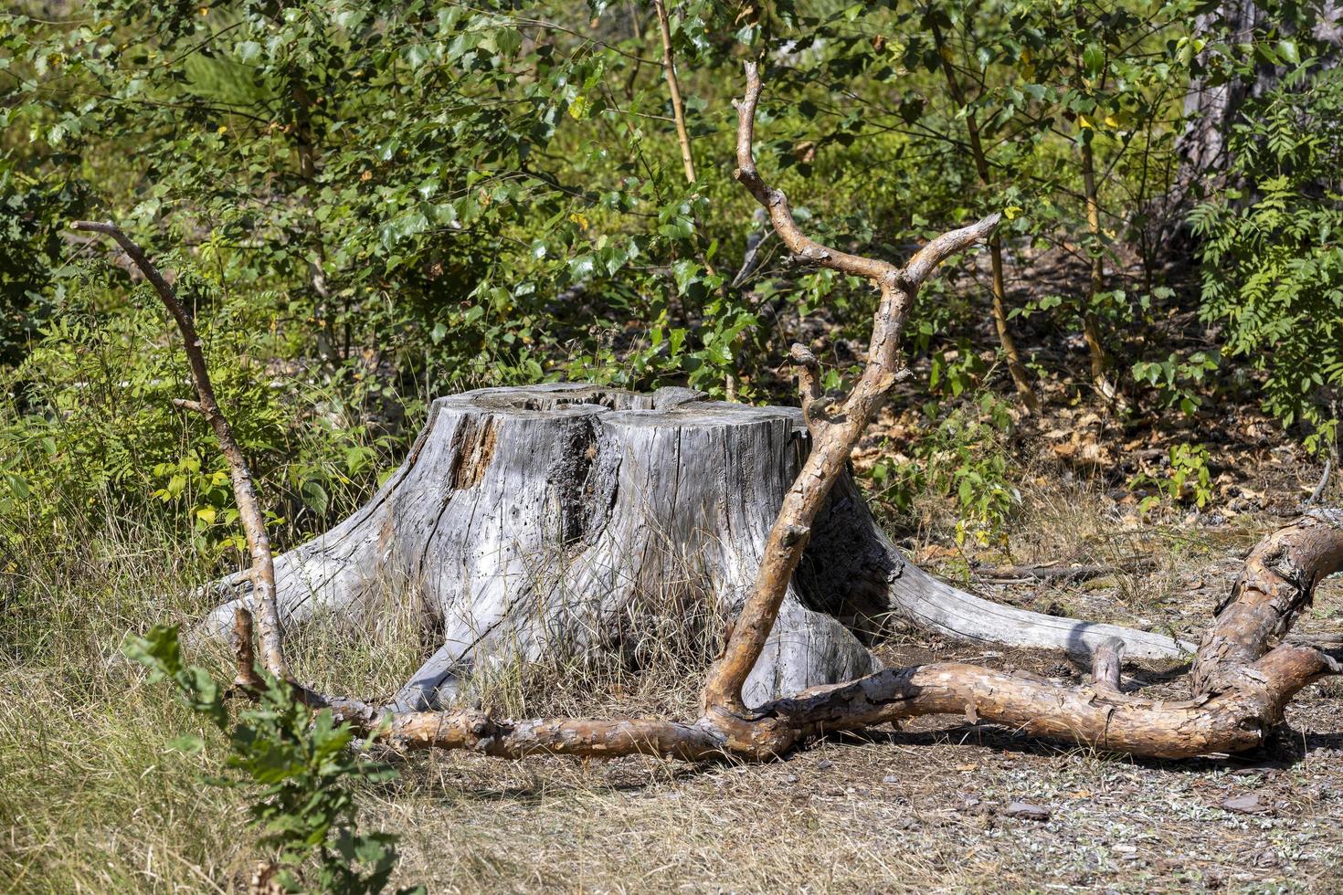 An old dried tree stump in the summer photo