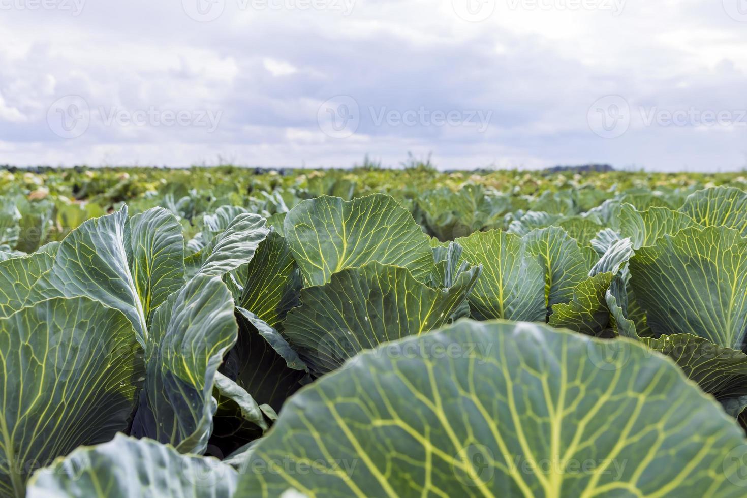 Agricultural field where cabbage is grown in cabbages photo