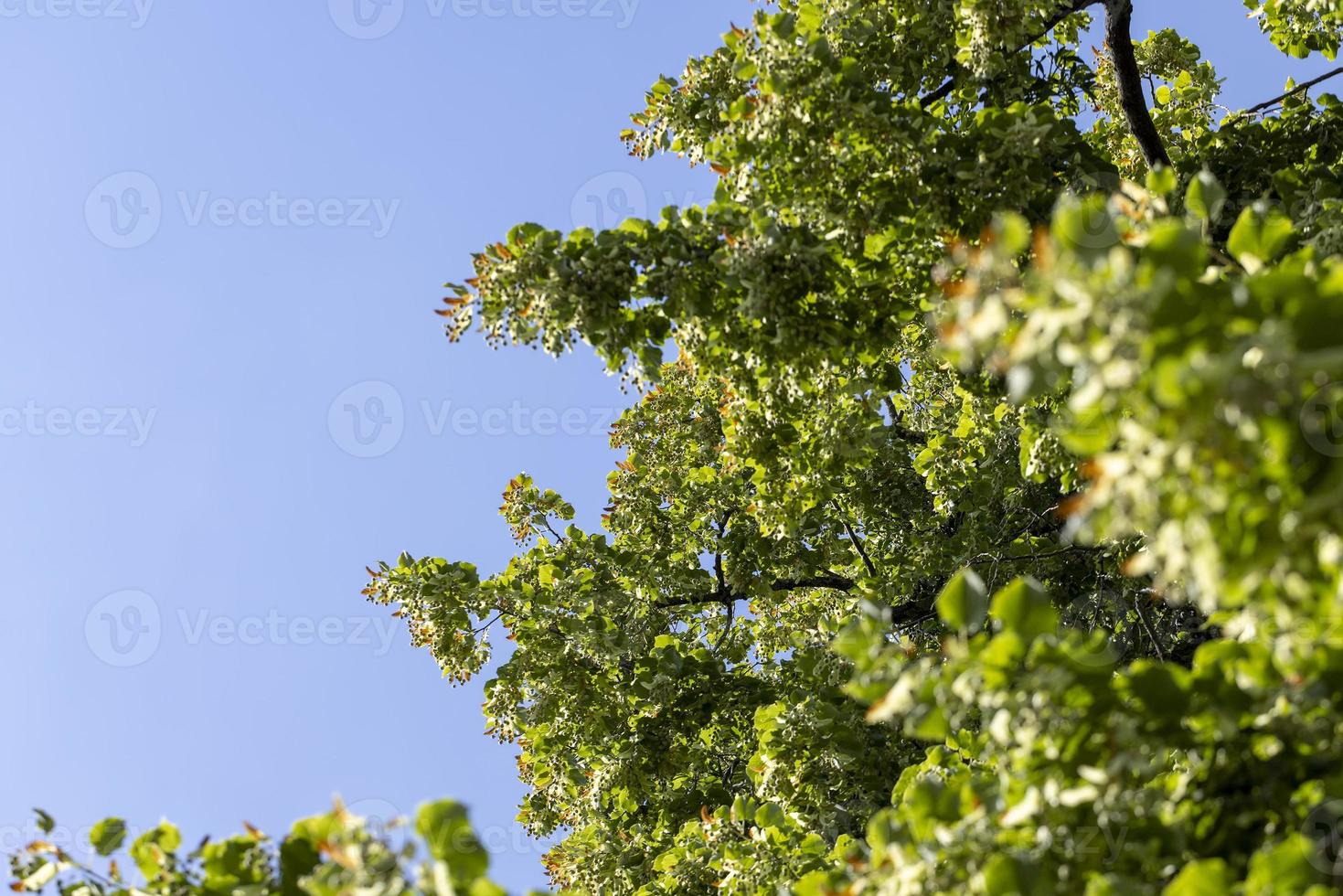 High linden tree in summer photo