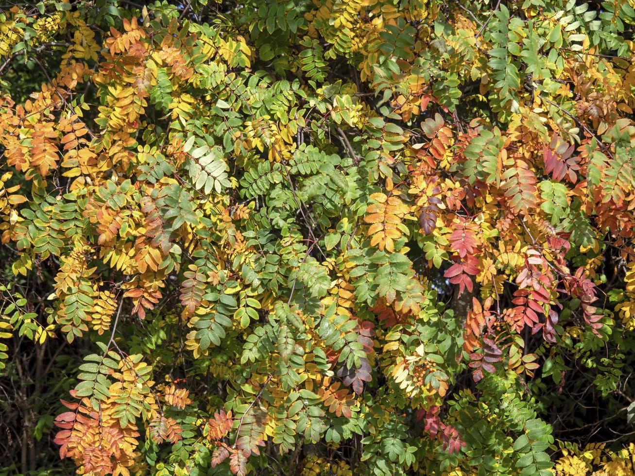 hojas de serbal con colores cambiantes en otoño foto