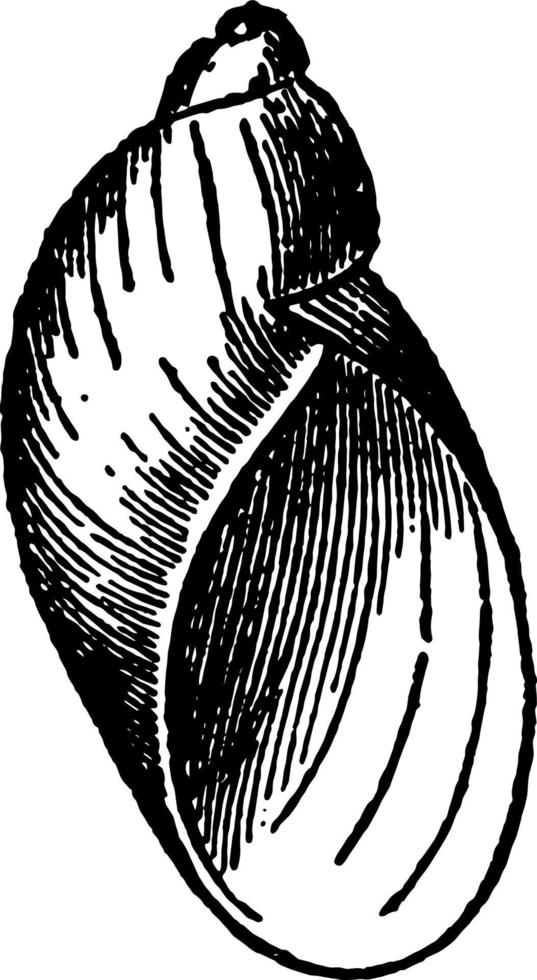 Succinea Putris vintage illustration. vector