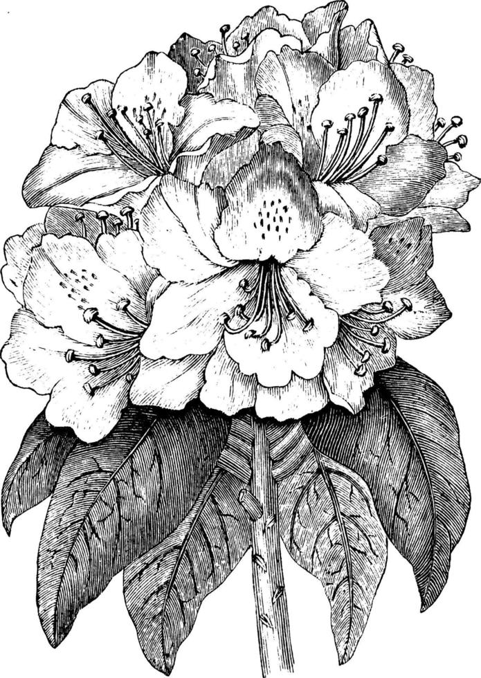 Rhododendron Ponticum vintage illustration. vector