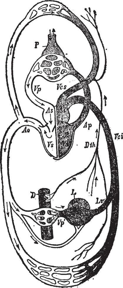 Heart Divided into Left and Right Halves, vintage illustration. vector