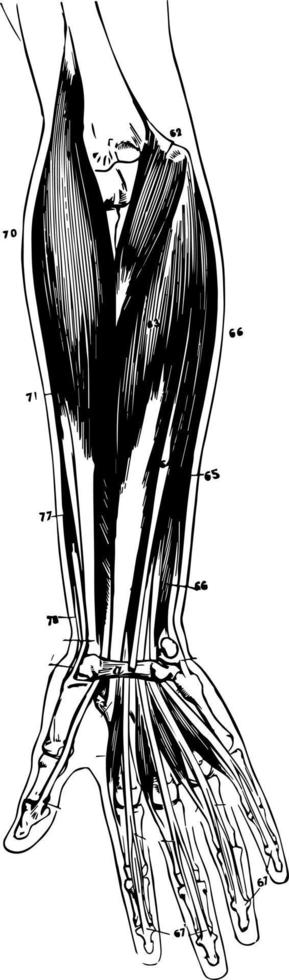 Muscles of the Forearm vintage illustration. vector