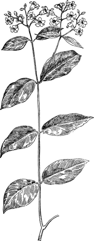 Spreading Dogbane vintage illustration. vector