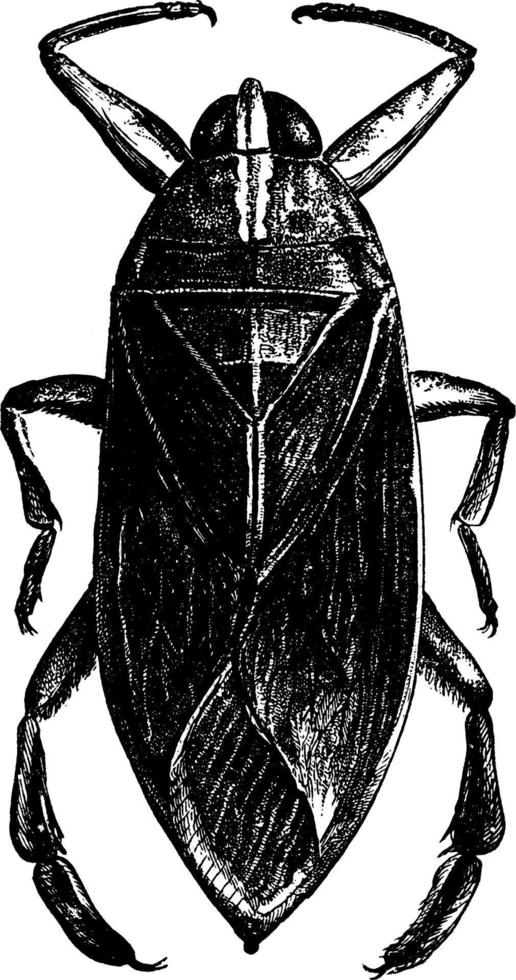 Giant Waterbug, vintage illustration. vector