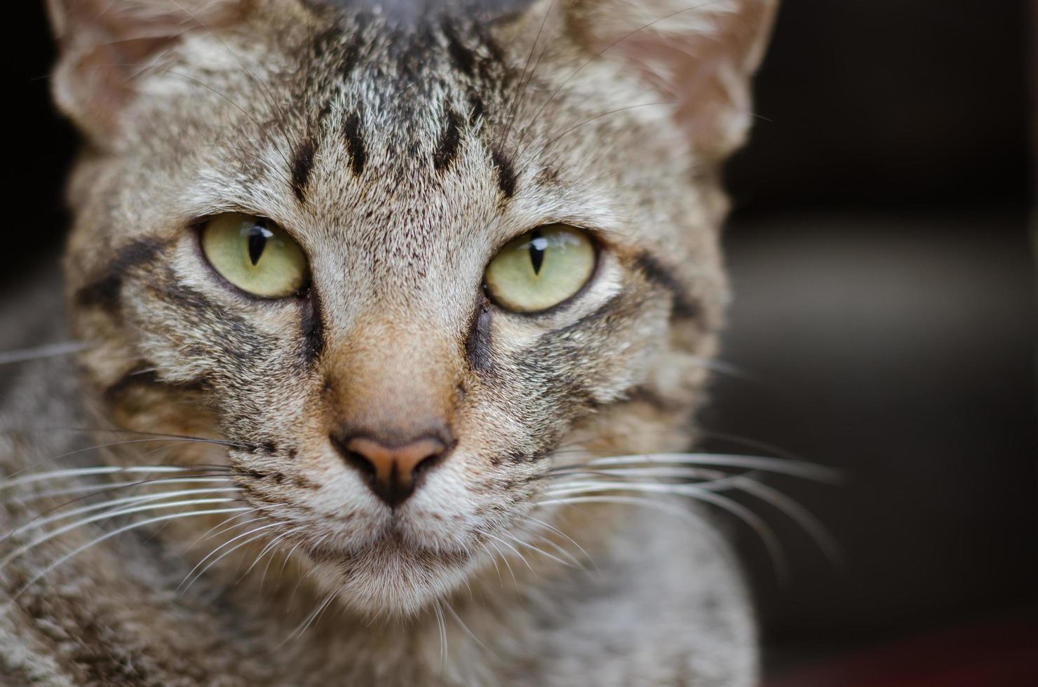 cara de gato de cerca foto