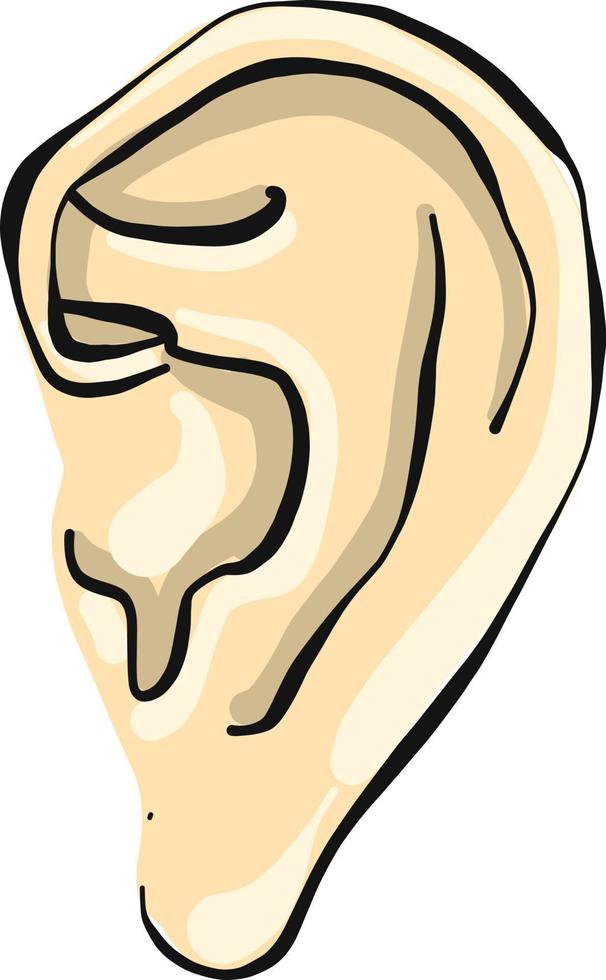 Small ear, illustration, vector on white background.