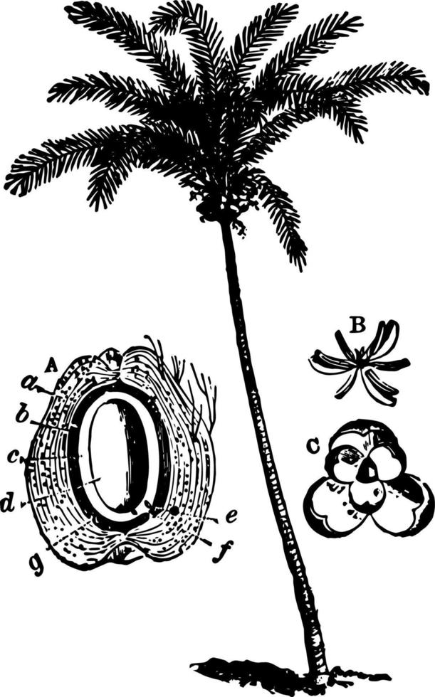 árbol de coco, ilustración vintage vector