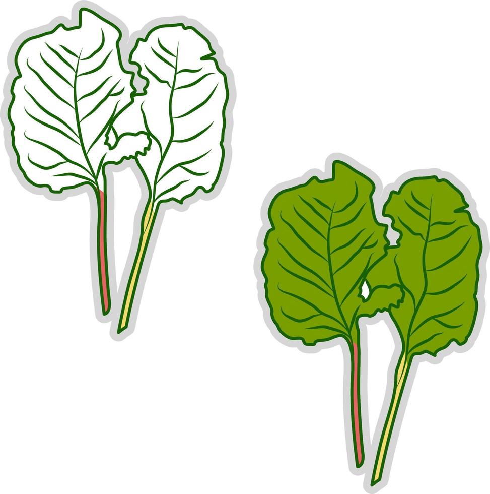 Fresh chard, illustration, vector on white background.