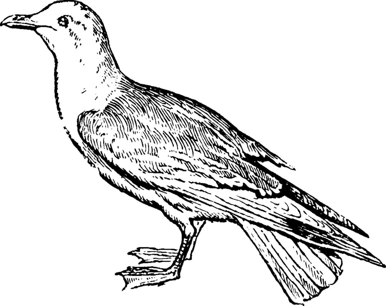 Gull, vintage illustration. vector