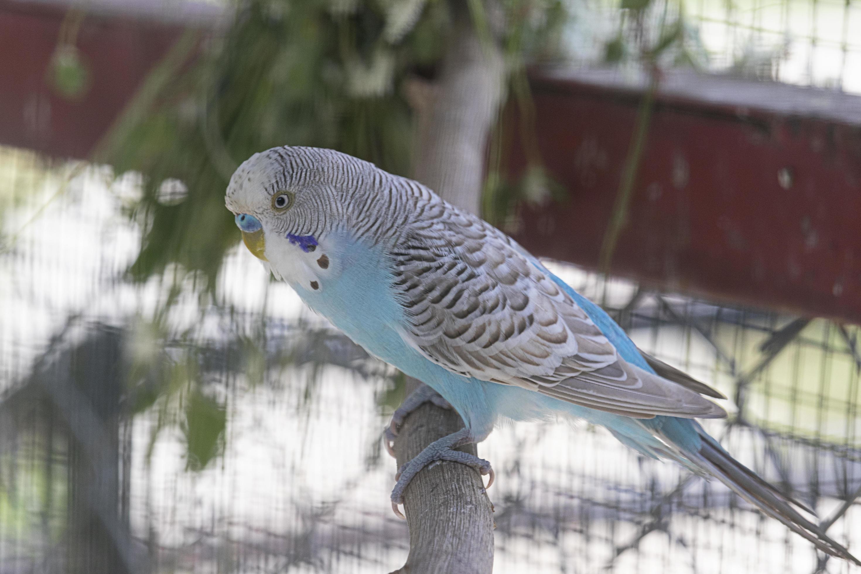 Common parakeet best sale