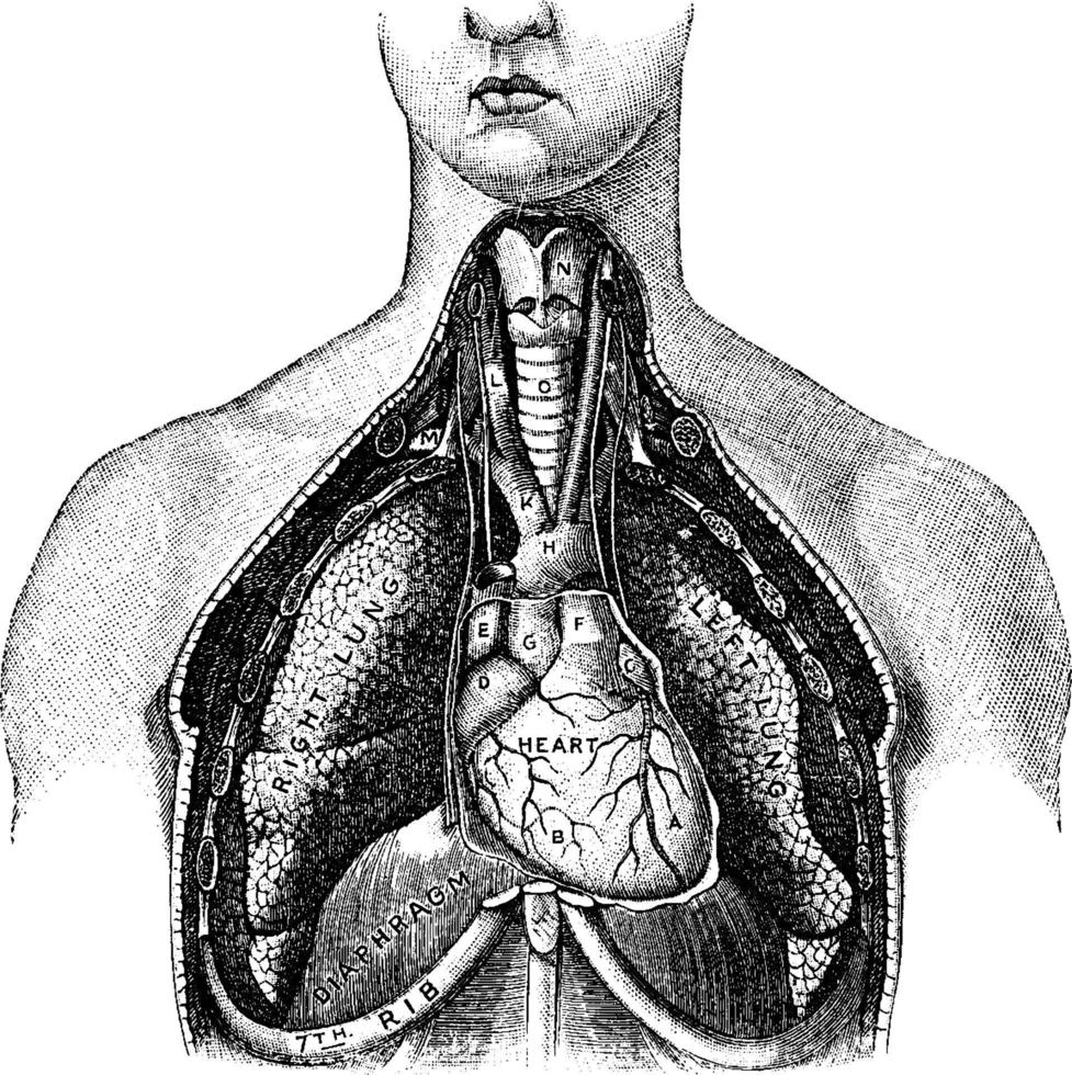 Lungs, vintage illustration. vector