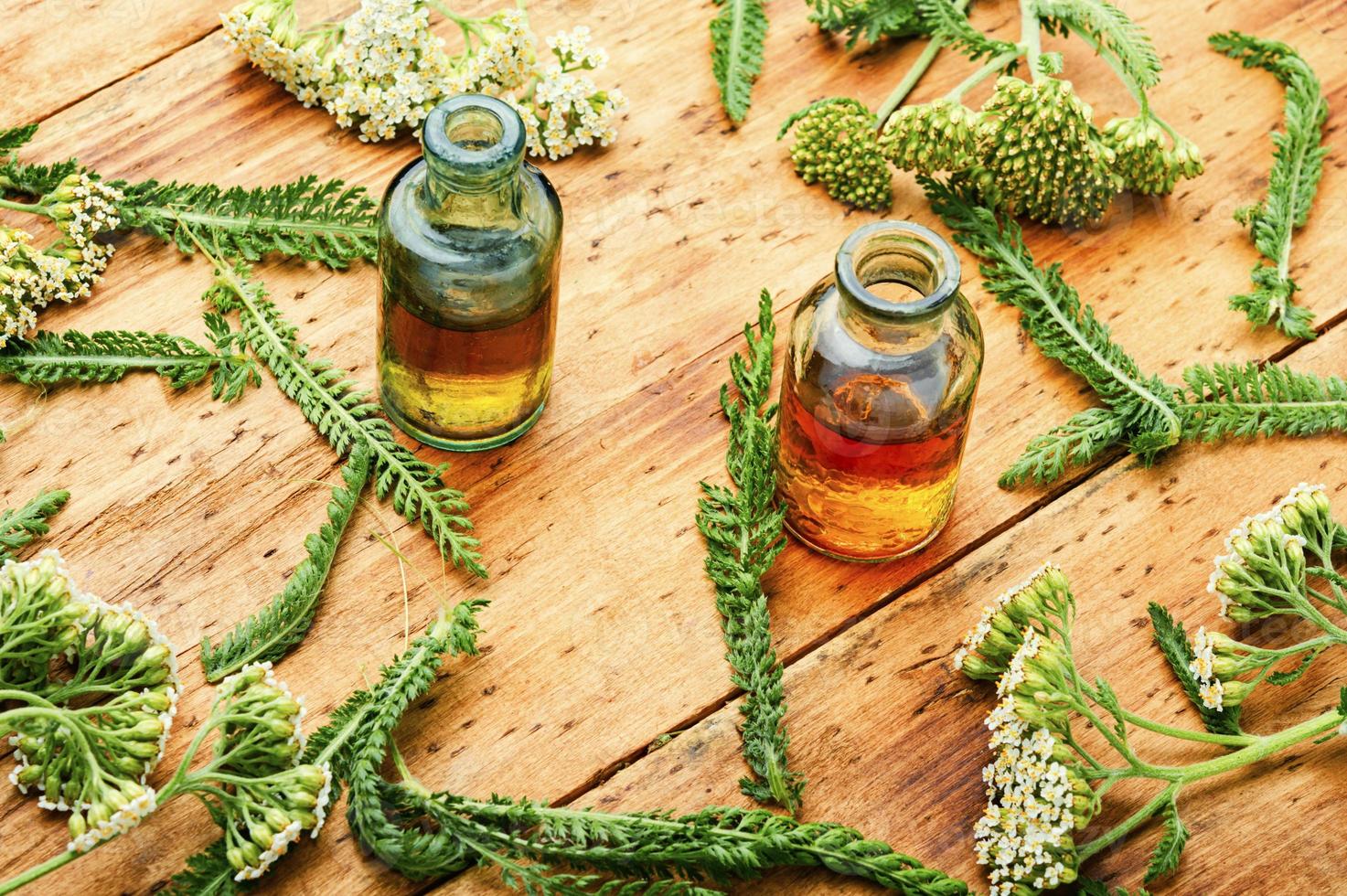 Yarrow in herbal medicine,achillea millefolium photo