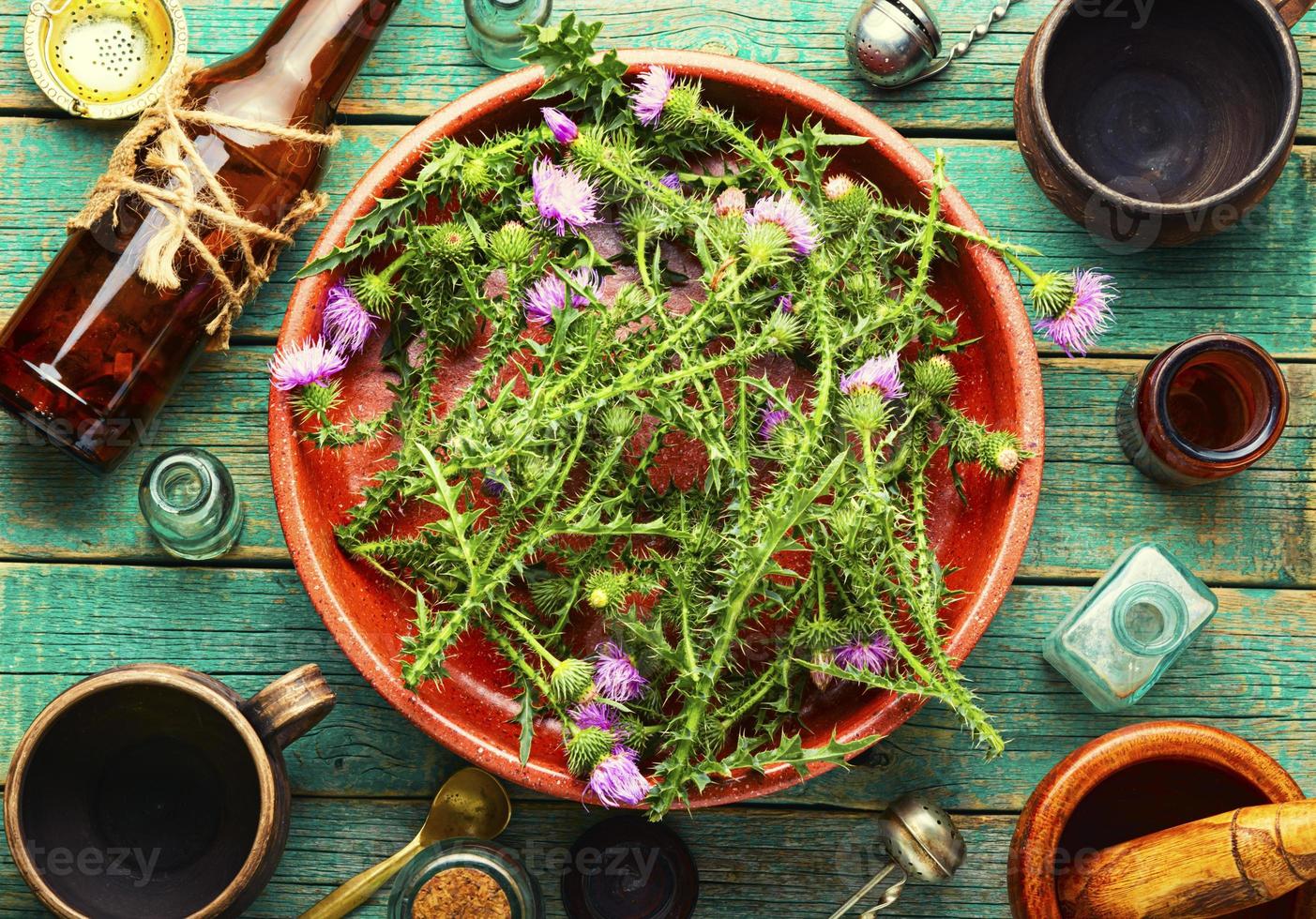 Thistle,wild medicinal plant photo