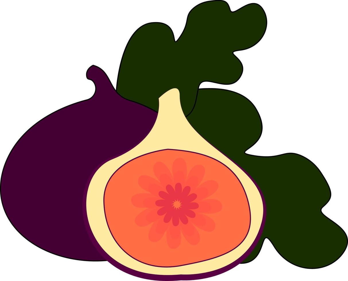 Purple fig, illustration, vector on white background.