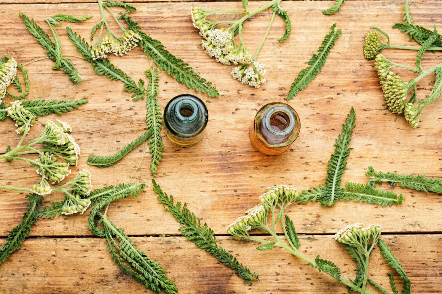 Yarrow in herbal medicine,achillea millefolium 13665402 Stock Photo at