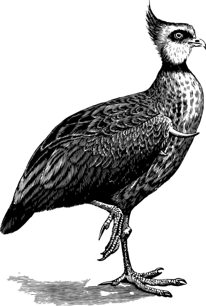 Northern Screamer, vintage illustration. vector