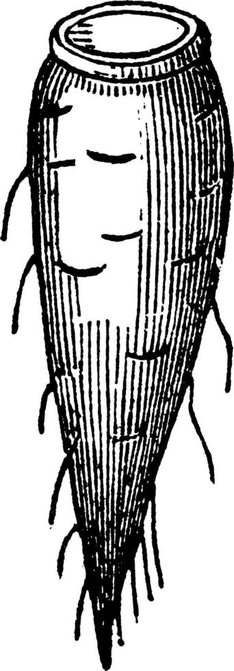 ilustración vintage de la raíz del huso. vector