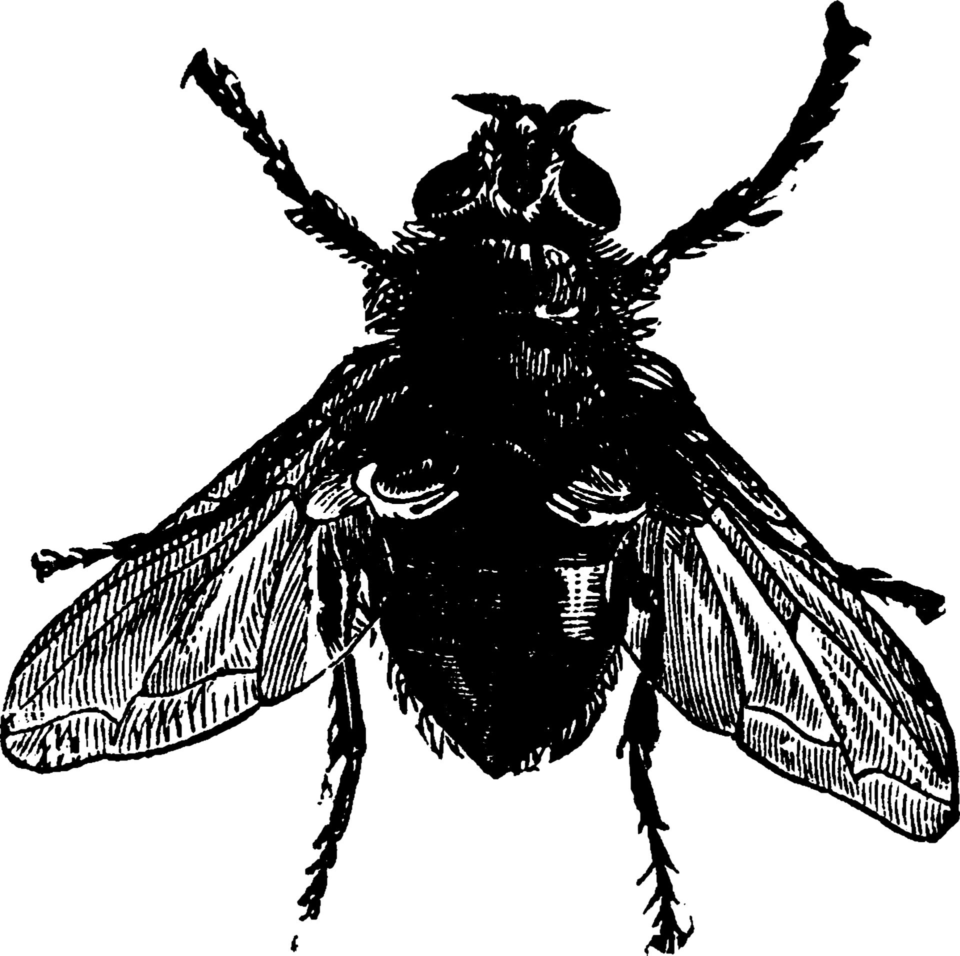 муха в виде человека. таракан арт. муха (насекомое). хуманизация бабочки. муха в виде человека.