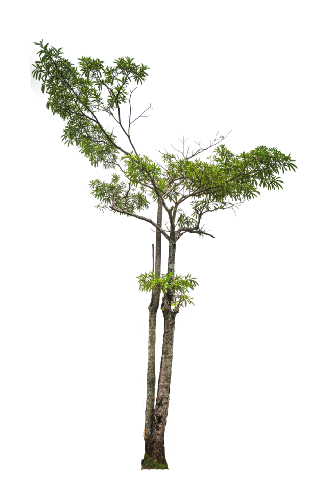 grüner Baum isoliert png