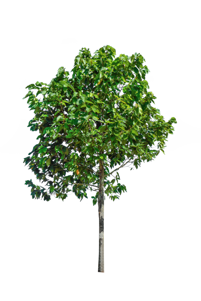 isolato albero png