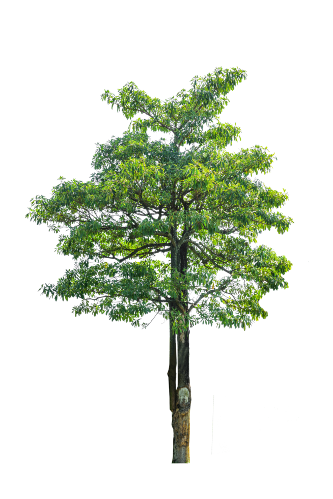 pine tree isolated png