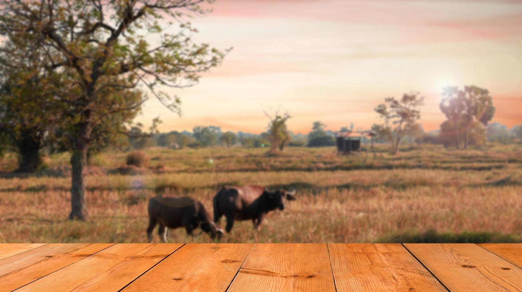 perspective wooden board over blurred countryside view photo