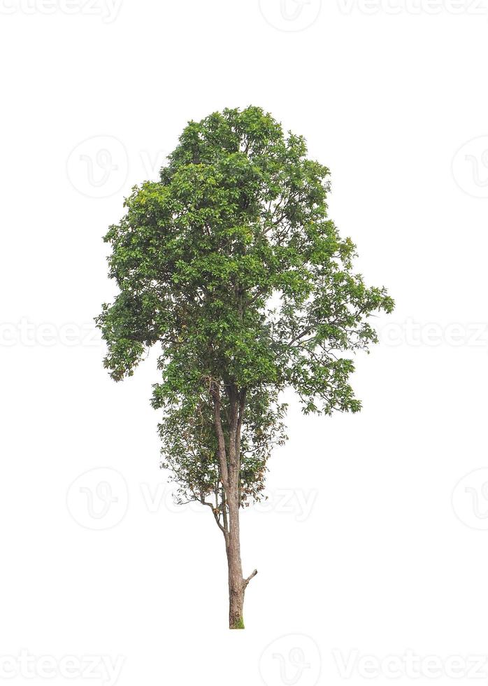 Tree that are isolated on a white background are suitable for both printing and web pages photo