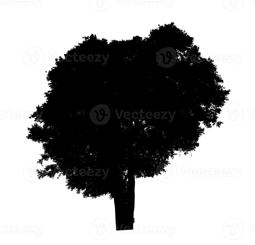 Tree silhouette for brush on white background photo